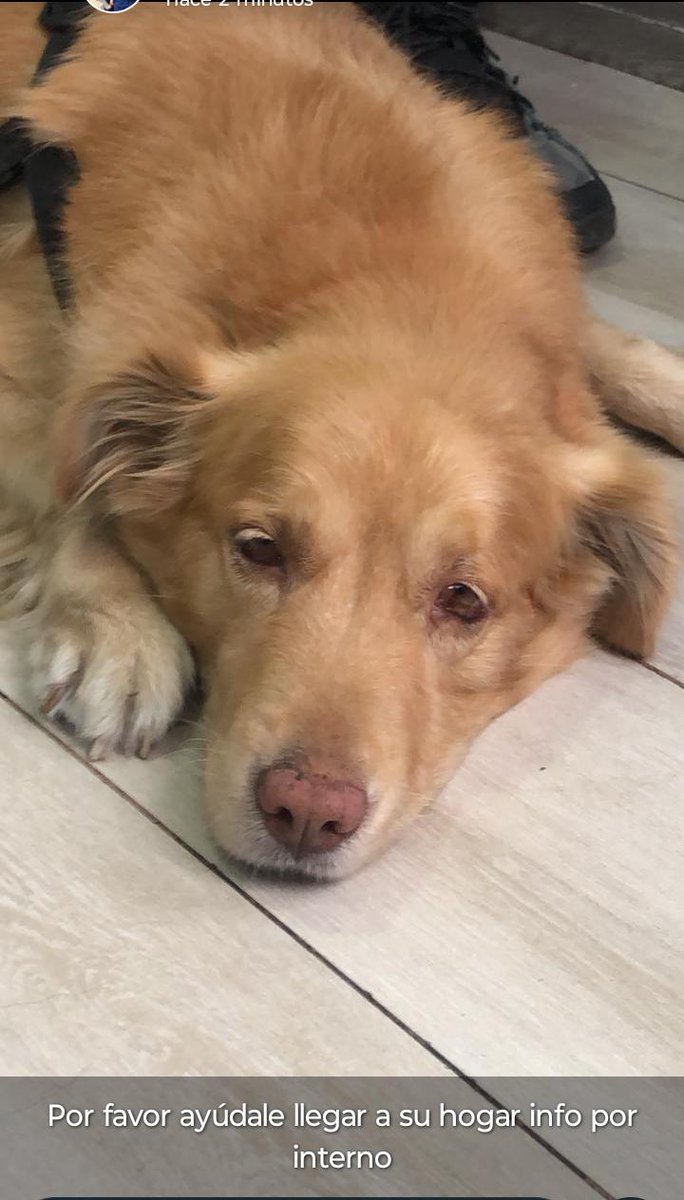 AlertaMePerdi's tweet image. #PERDIDO #GUAYAQUIL
Nombre: #Max
Fecha: 2026-04-29
Sector: Sur, Pradera 2 sur de Guayaquil cerca del colegio Vicente Trujillo
Sexo: Macho
Raza: Golden
Observación: Golden grande con arnés negro puesto
Contacto: 0984503999
¡Ayúdalo a volver con su familia!
 #AlertaMePerdí