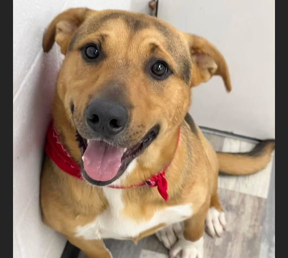 HollywoodDogs's tweet image. At an overcrowded shelter in #Lufkin, #TX, 3-year-old Willy needs a forever home, a foster home, or rescue adoptapet.com/pet/47260777-l… #URGENT #AdoptableDogofDay 🐶