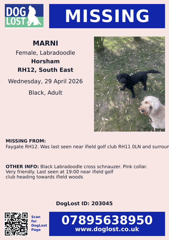 millypod1's tweet photo. 🆘29 APR 2026 #Lost Marni #ScanMe
Black Labradoodle Cross Schnauzer. Pink collar.
#Faygate #RH12
Was last seen near ifield golf club #RH11 0LN and surrounding areas at 19:00 29/04/26
County #Horsham #Surrey
https://t.co/Q8YxbnlhBw https://t.co/U5OnVDm86i