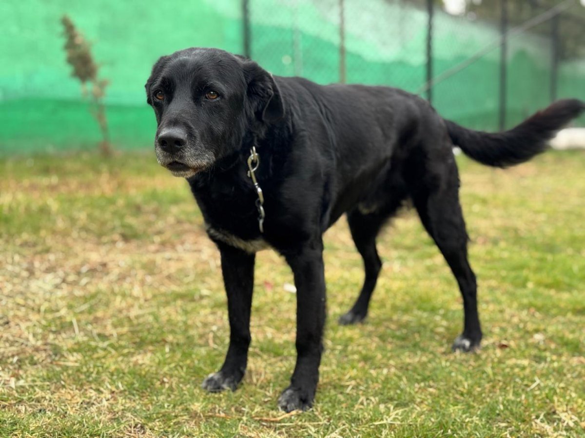Sigue la cuenta oficial del #CTCDelMetro,<a href="/ctcdelmetro/">CTC del Metro</a>, para mantenerte informado de los perritos rescatados dentro de las instalaciones del Metro, los requisitos de adopción y los datos para realizar donaciones; nuestros peludos te lo agradecerán mucho. #AdoptaNoCompres