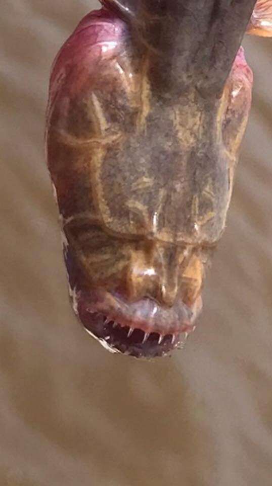 LeComteSuspendu's tweet image. Regardez ce que je viens de pêcher dans la Seine. Il n'a pas ses papiers. C'est normal, Emmanuel Grégoire? 
#Paris