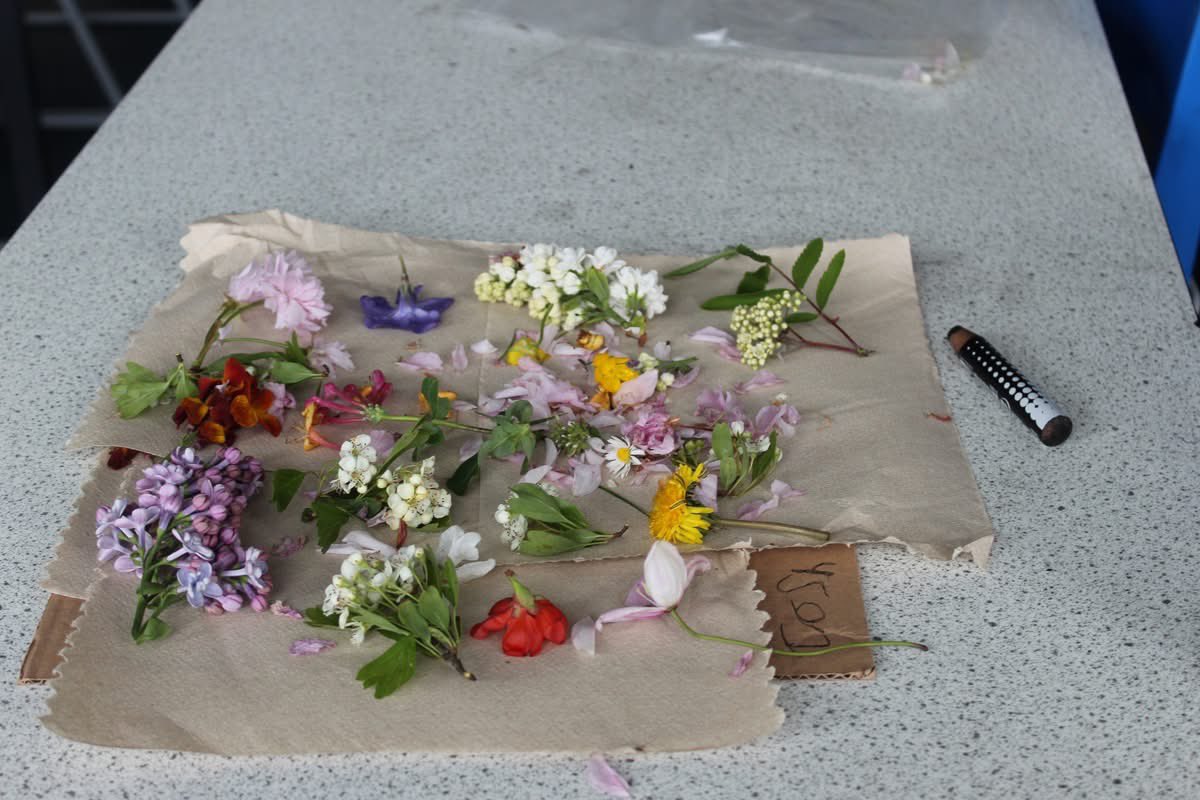 HolyTrinity316's tweet photo. During science club, students took part in a flower forage around school. They gathered a very colourful array of flowers, which they are now in the process of drying and pressing ready for future activities. They will be used to create sun catchers, book marks and bunting! 🪻 https://t.co/2jB52ZSLLv