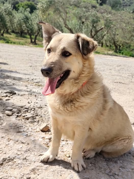 ΕΦΗΜΕΡΙΔΑ ΤΩΝ ΣΚΥΛΩΝ/Press4dogs tweet media