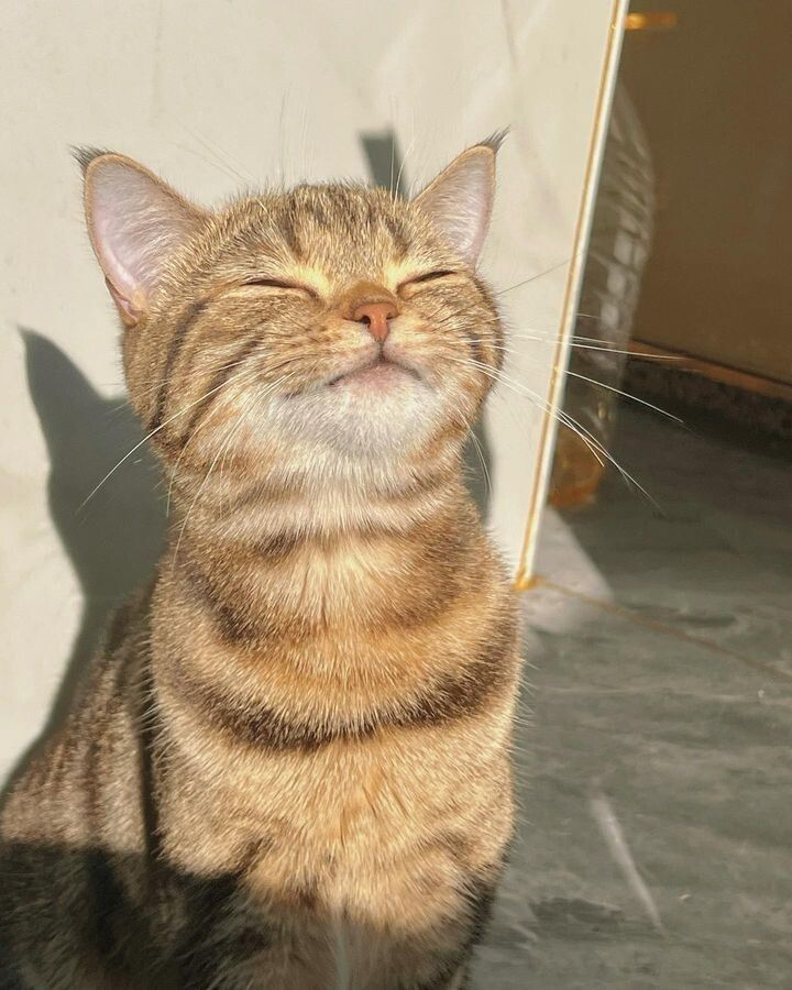 ☆☆moonlight♡♡ tweet media