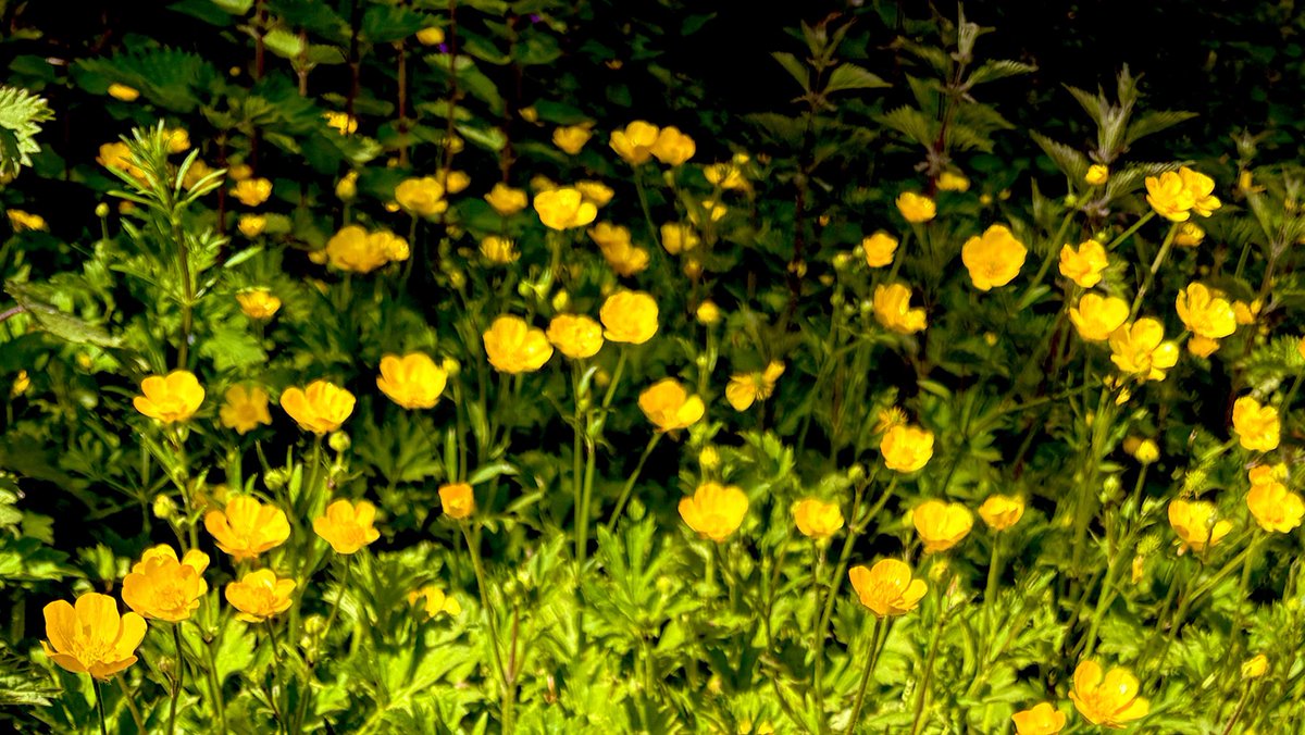 WHMyPerspective's tweet image. Wandering through a buttercup patch is a quintessential #spring experience, often described as walking through a "sea of gold" as these bright, glossy yellow flowers shimmer in the sunshine.

Tomorrow we say hello to #Summer