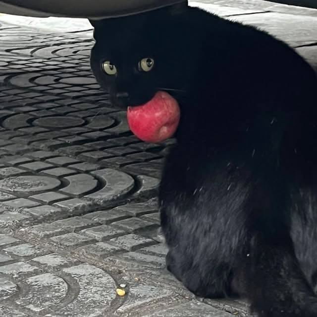 Black cats are not bad luck tweet media