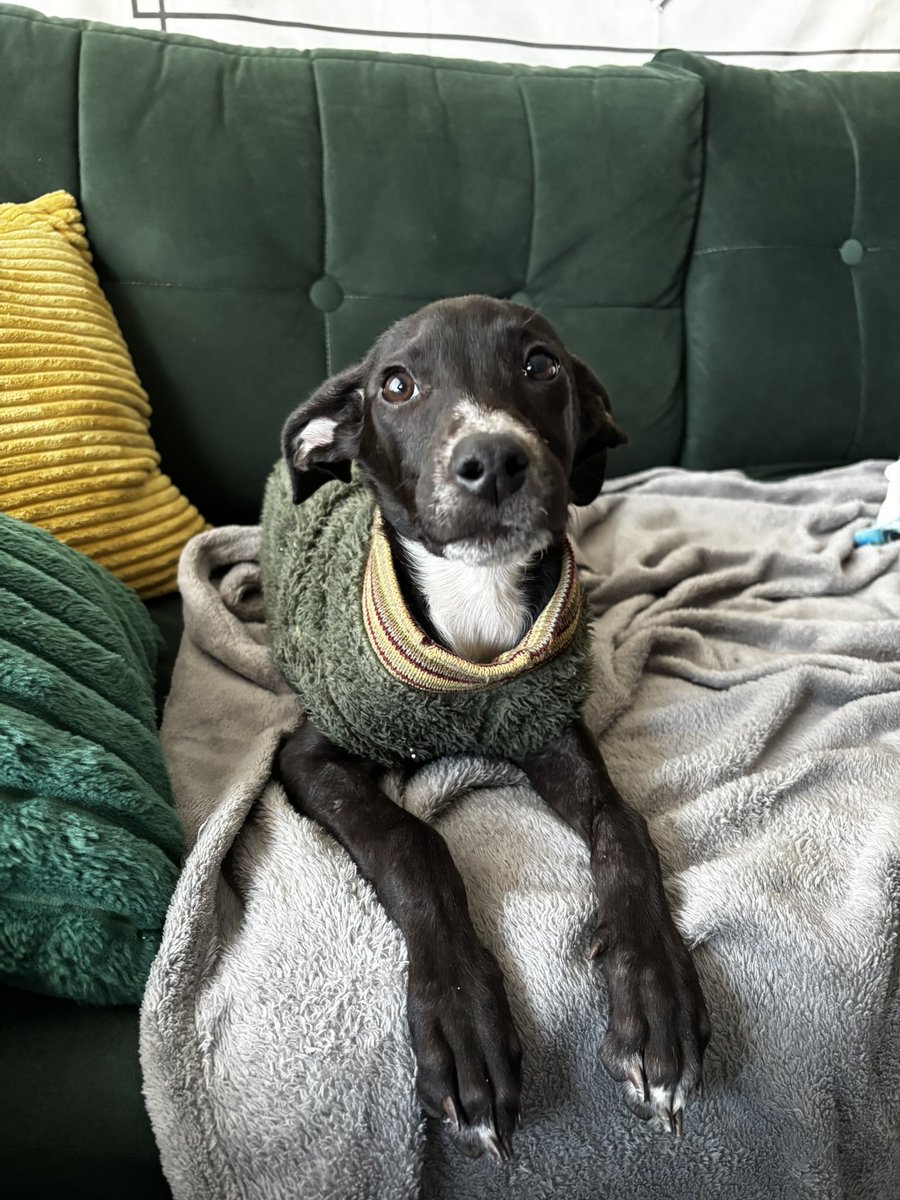 okiagostina's tweet photo. Lupe ya está lista para buscar una familia para siempre 🐶 Tiene 4 meses, está desparasitada, vacunada y despulgada. Está en CABA y se entrega en adopción responsable con compromiso de castración. El contacto soy yo! https://t.co/DHEtyZaH8A