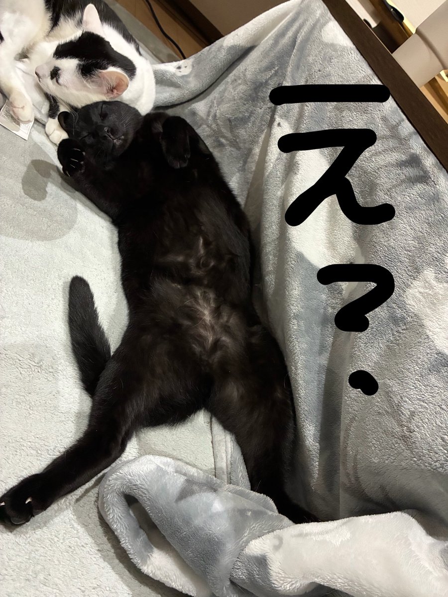 タマチャンズ tweet media