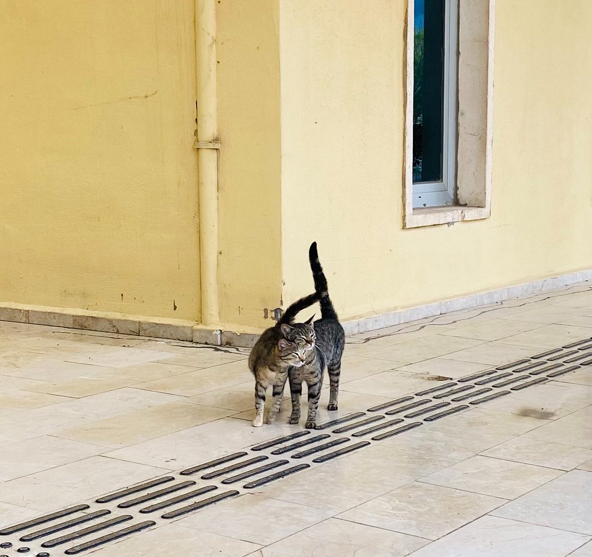 symnurtkn's tweet photo. seven sevdiğine benzermiss😽 https://t.co/gRtMqj12W0