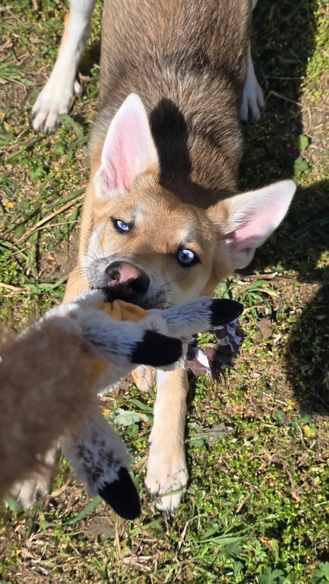 arti_lu's tweet photo. Krásný Beltaine všem přejeme. 💜 Duben moc happy měsíc nebyl. Mrzí mě hrozně má absence na Corgi Run. Tam jsem se tak těšila na sis, jak si ten den holky užijí. A chudák manža nejen stres v práci, ale i já mu tentokrát přidala nálož. No tak poďme radši dál na květen. 💜 https://t.co/oPdK47Z2Pe