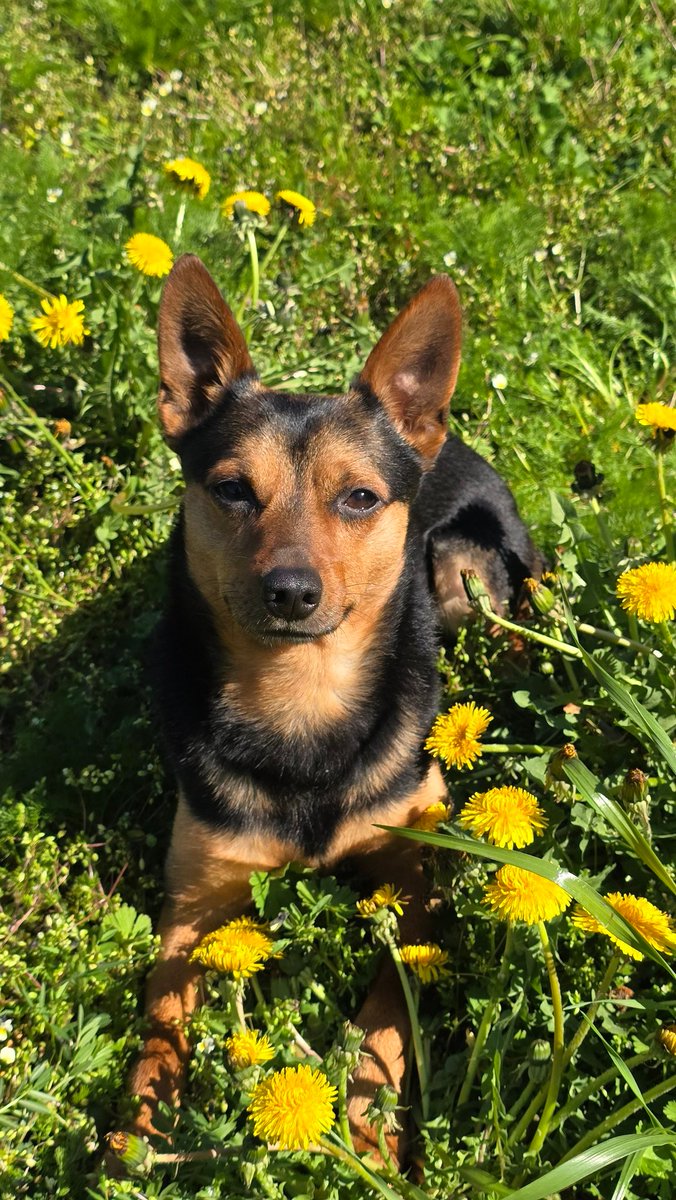 arti_lu's tweet photo. Krásný Beltaine všem přejeme. 💜 Duben moc happy měsíc nebyl. Mrzí mě hrozně má absence na Corgi Run. Tam jsem se tak těšila na sis, jak si ten den holky užijí. A chudák manža nejen stres v práci, ale i já mu tentokrát přidala nálož. No tak poďme radši dál na květen. 💜 https://t.co/oPdK47Z2Pe