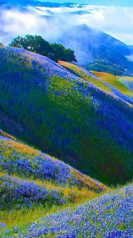 corina💙 tweet media