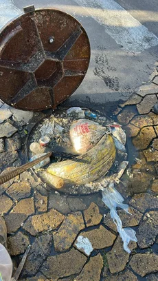 gzhdigital's tweet photo. Funcionários de limpeza se surpreenderam com o que entupiu bueiro em Canoas. De dentro de uma tubulação de esgoto da Rua XV de Janeiro foram retirados 200 quilos de lixo.

⬇️ Veja as imagens abaixo: https://t.co/2koM40wz70