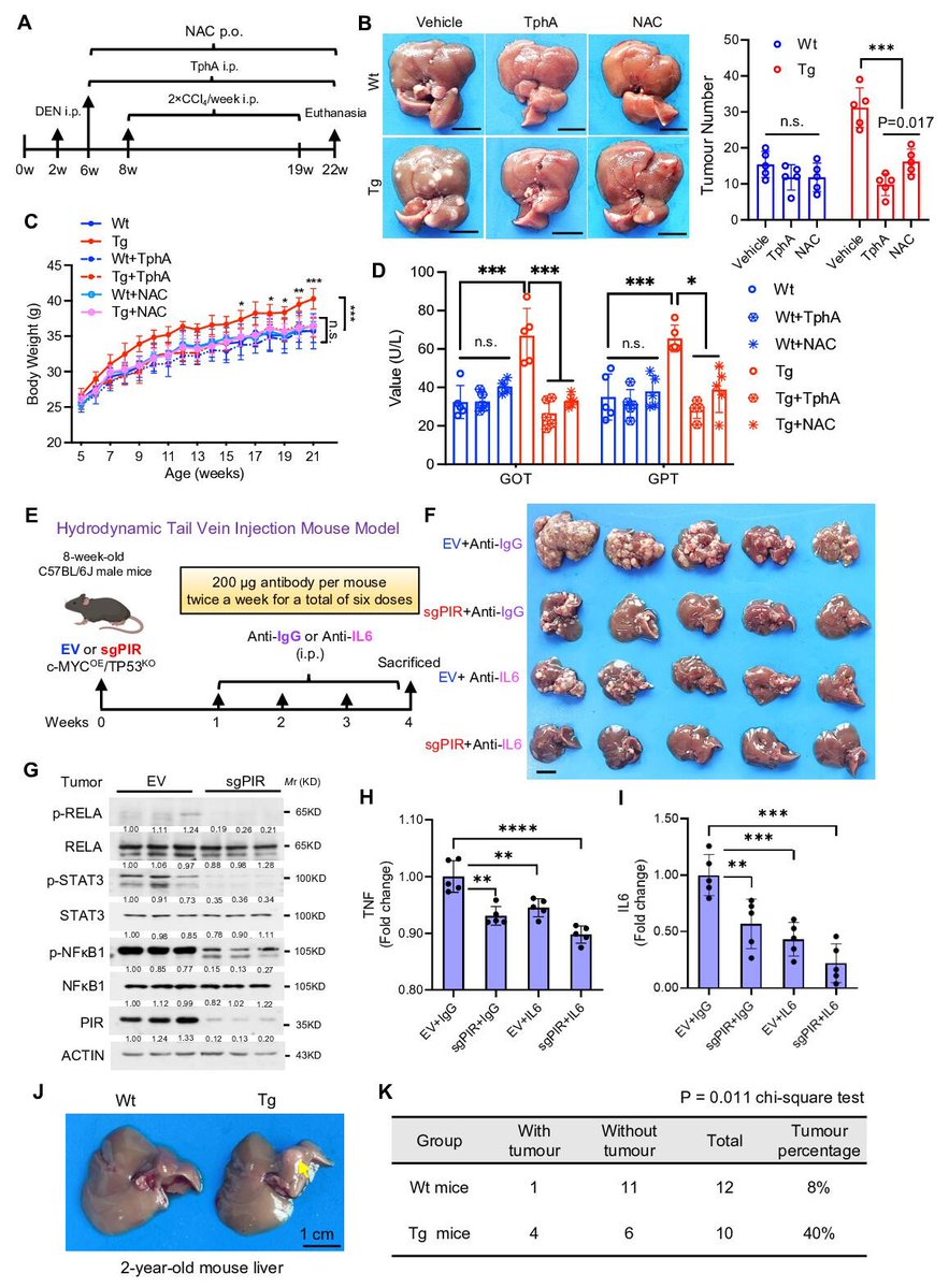 Gut_BMJ's tweet image. Inflammation-driven cancer pathways remain central in HCC. This study by Ma et al. identifies Pirin as a key mediator, offering a potential new target for therapeutic intervention.

Read the paper entitled "Nuclear Pirin promotes HCC by acting as a key inflammation-facilitating