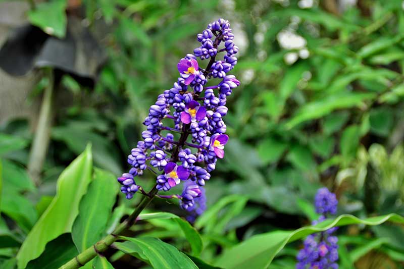 Gardeners_Path_'s tweet image. How to Grow and Care for Blue Ginger Plants - For a plant with gorgeous foliage and stunning violet blue flowers, make room for blue ginger in your garden! Learn how to grow this shade-tolerant perennial now on Gardener's Path. #gardeningtips #flowers gardenerspath.com/plants/flowers…