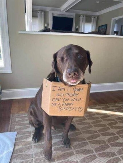 Best in Dogs tweet media