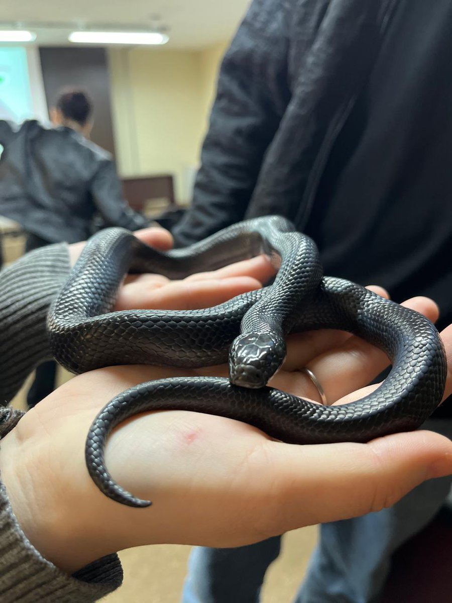 wexylanayara's tweet photo. Eu quero uma cobra😭😭😭 https://t.co/Z7ERWeG6zW