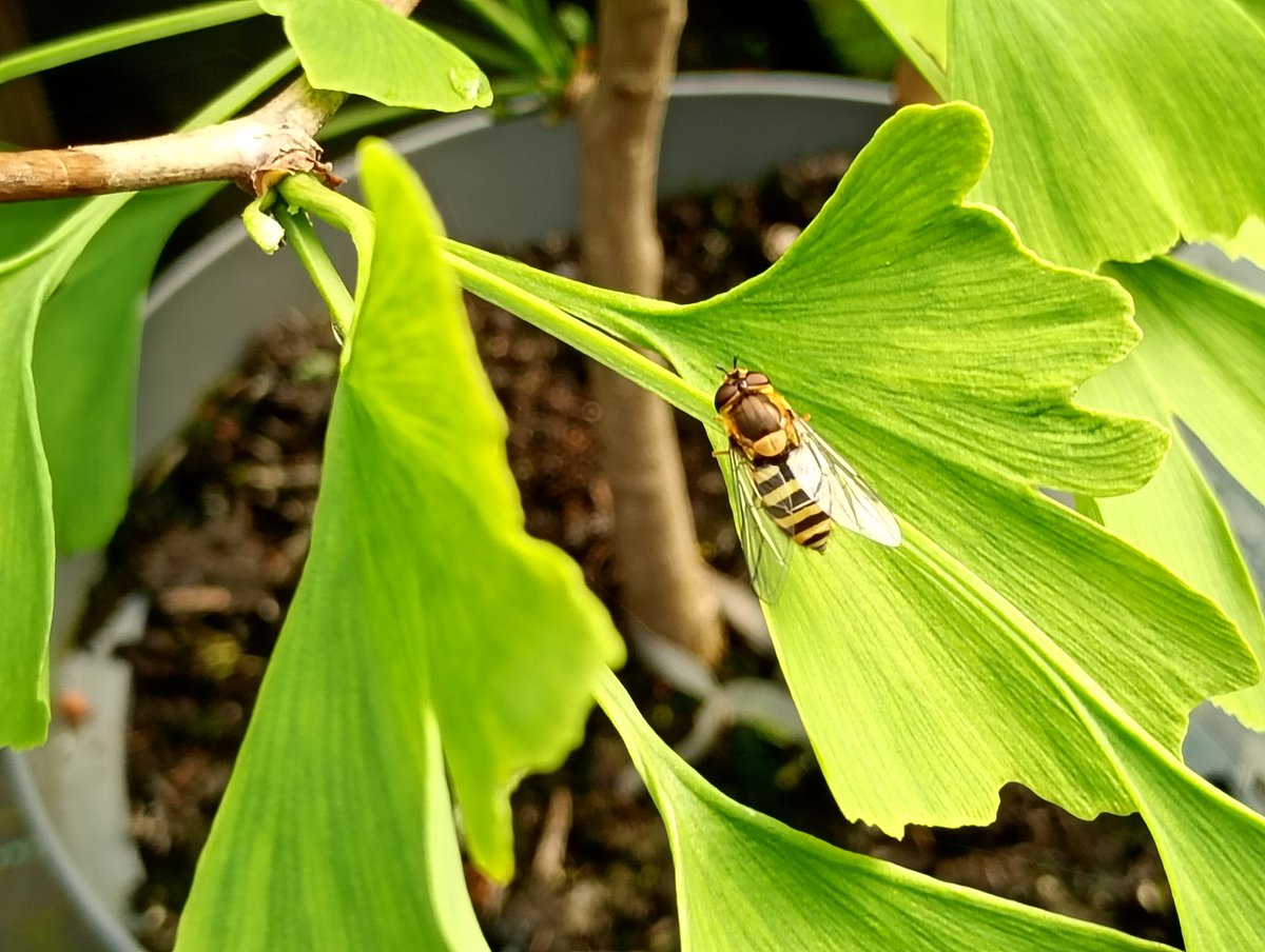 Bambigoesforth's tweet image. My first post for #InsectThursday.
I saw this hoverfly at a local garden centre.
#pollinators