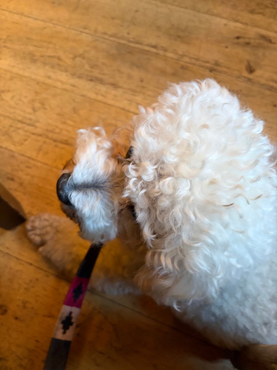 Ronmarkets's tweet image. My best friend, unconditional love. Rich or poor, no mood swings. Just happy to see me and it’s reciprocated. #Rocky #bichonfrise