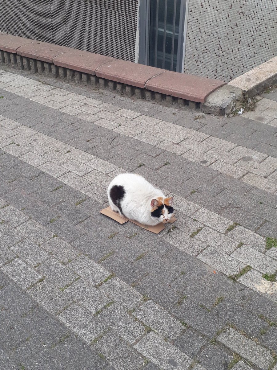 rai' 🎗 yeni hesap tweet media