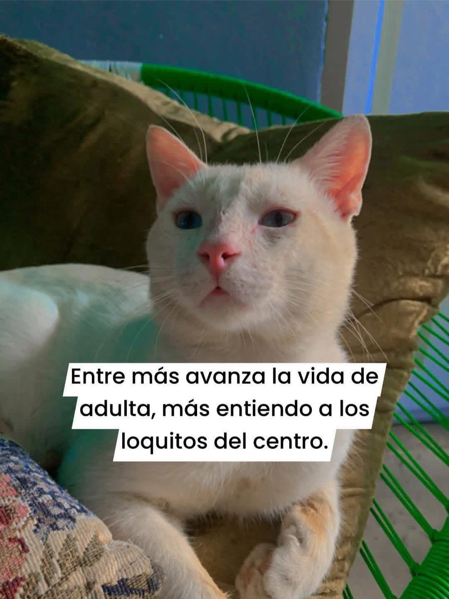 Dilo con gatitoz tweet media