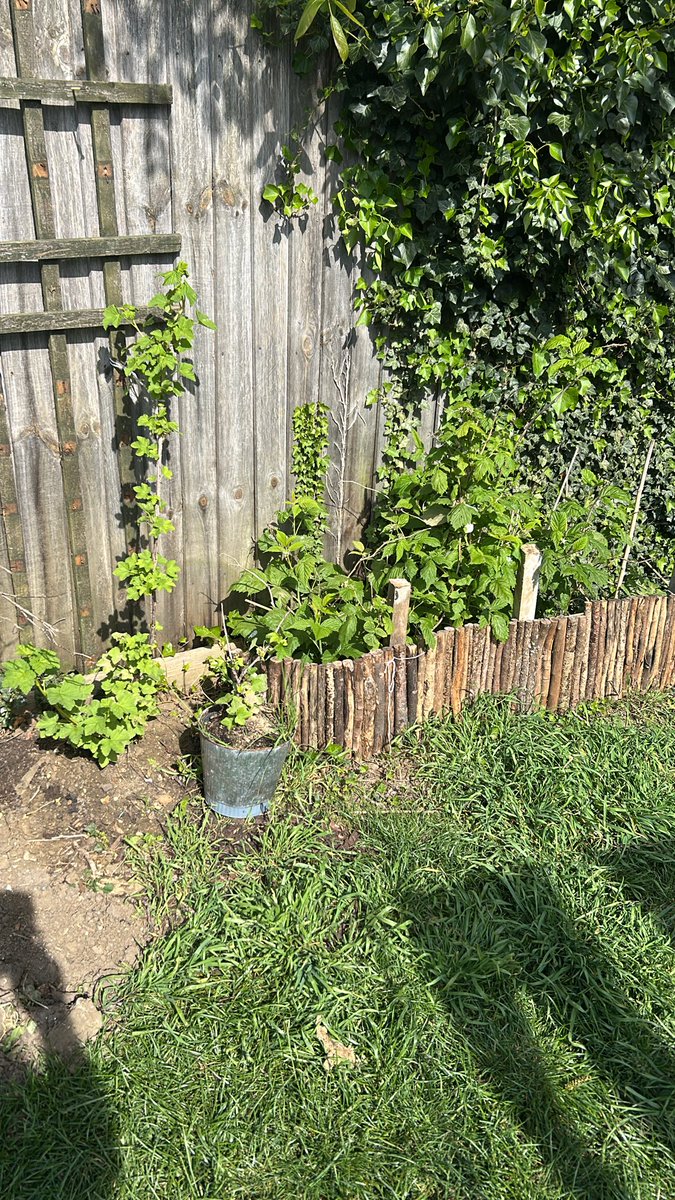 Andy47968036's tweet photo. @nkh12349 Ooh tomatoes,cucumbers, runner beans,cauliflower, broccoli,carrots,raspberries,black currents red currents and grapes! https://t.co/3fUG6BP2Xc
