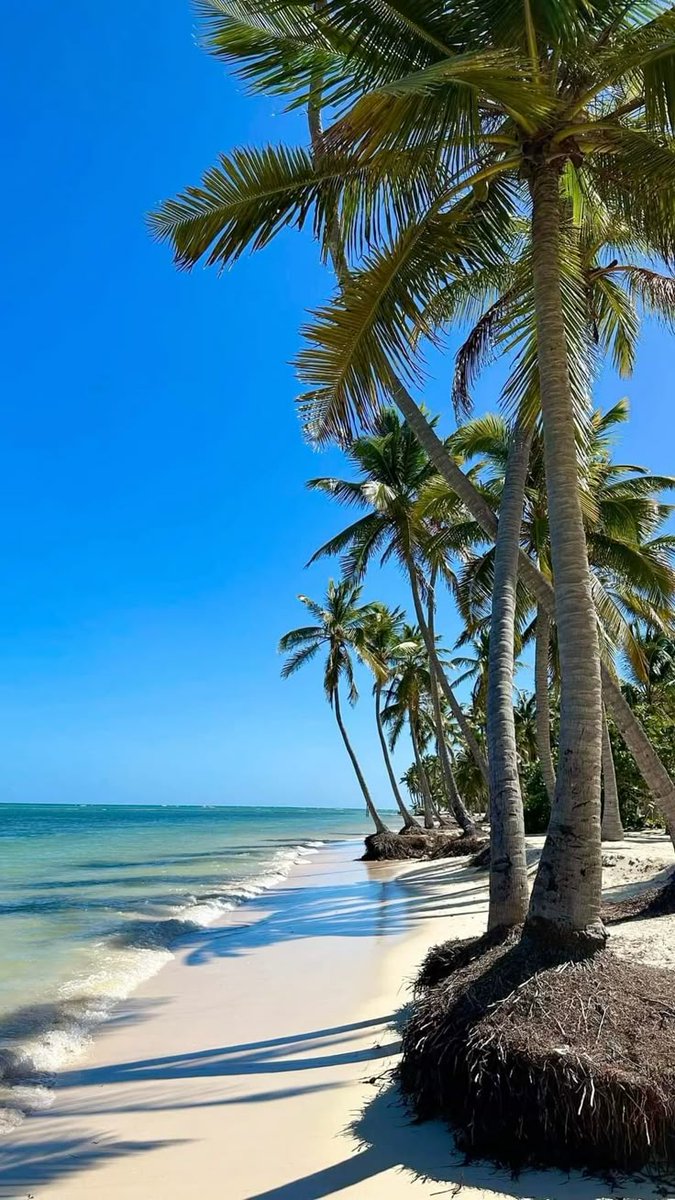 naturalbeautyi7's tweet photo. Could you spend a whole week without leaving this beach? 🐚
📍 Punta Cana, Dominican Republic 🇩🇴 https://t.co/NI4CrJkBjM
