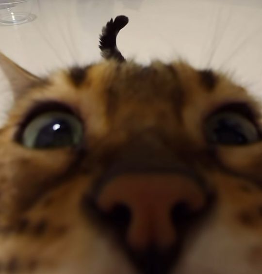 MythyMoo tweet media