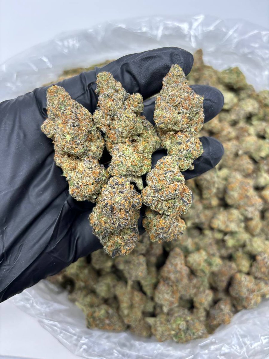 Columbiaweed's tweet image. Loud weed zaza! 🔥🌿 Blazing weed, zaza, gas, loud, bud, kush, fire, exotic pack, herb, trees, dank 💨 Roll up for 420 sesh! Who's lit in Lakeland and Kissimmee? Drop your spot 📍👇 #Lakeland #Kissimmee #Florida420 #ZazaSeason #GasOnly