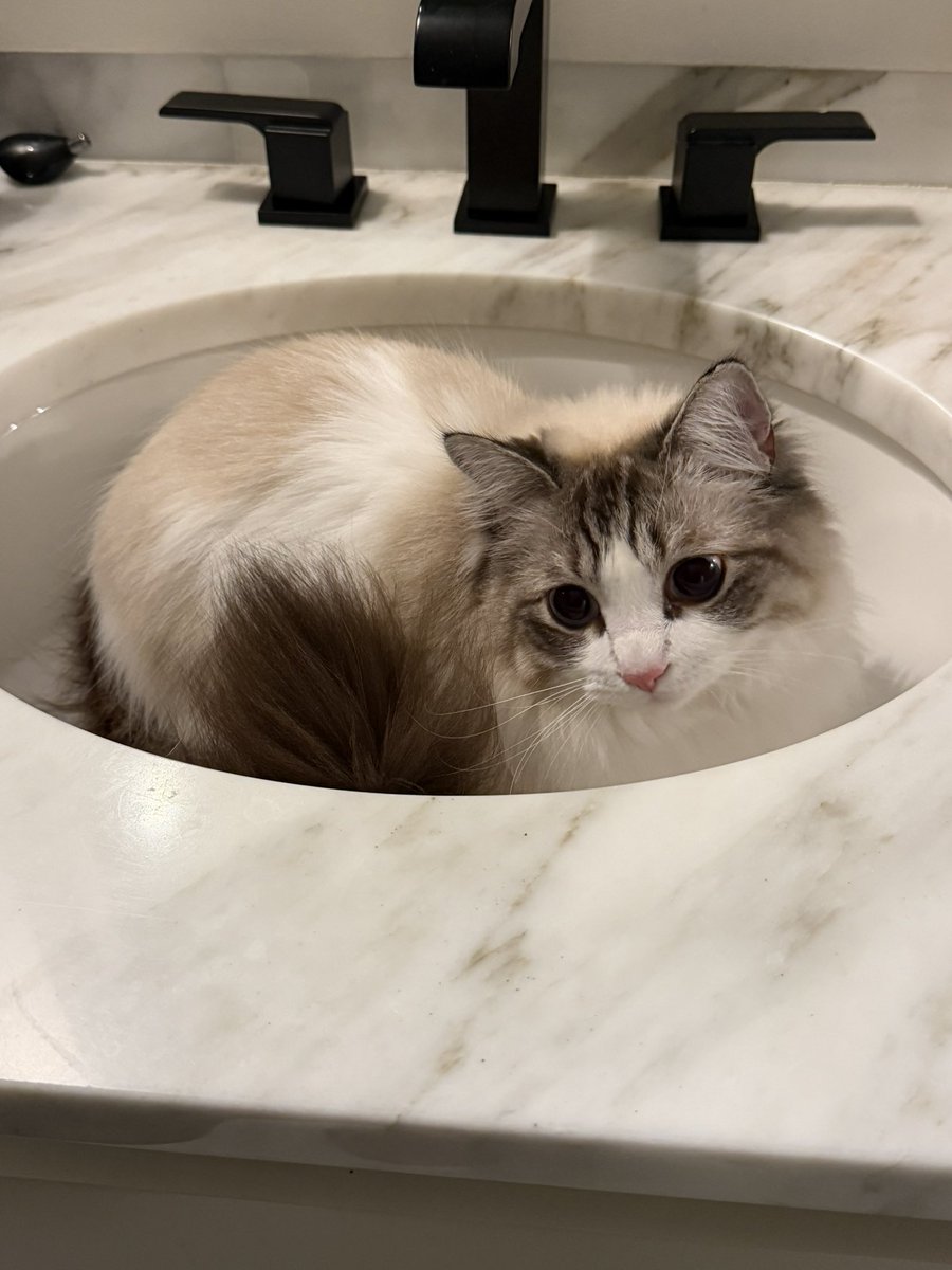 pinkchyowo's tweet photo. He’s so cute and fluffy 🫠 https://t.co/GjHiGZGKDC
