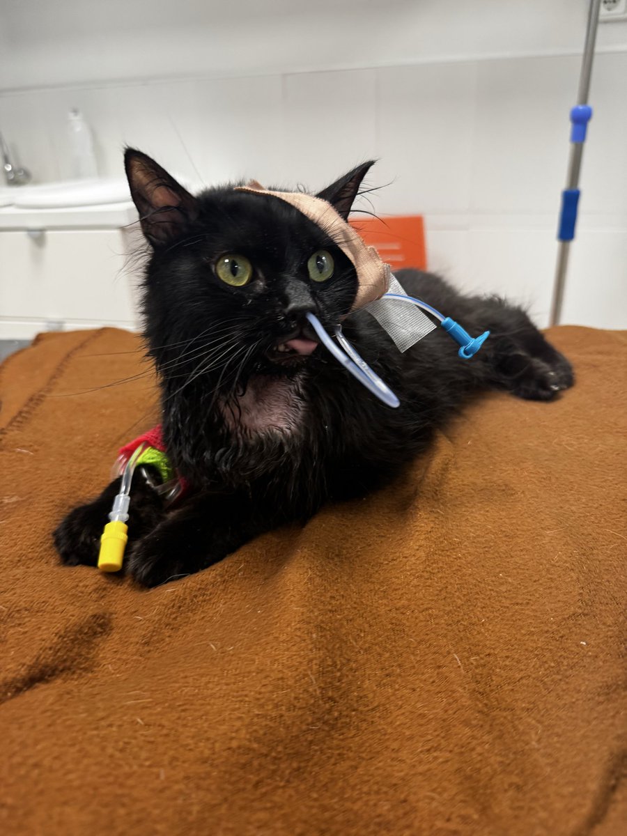 Emilyvb98's tweet image. gofund.me/7b945e9e1
Taco necesita ayuda 🙏🏻
Taco needs help🙏🏻 he has a chiari malformation and needs help with his medicine and vet bills
#gofundme
#Donate