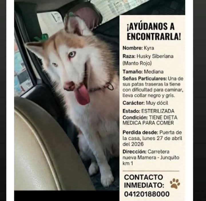 PerroUsuario Wof '•' tweet media
