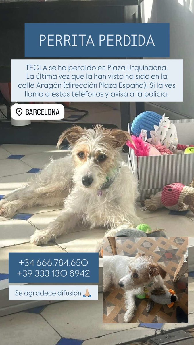 Mayka Navarro 🐕🐕 🦈🐠🐬 tweet media