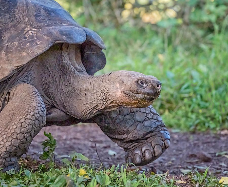joancarroll's tweet image. Giant Tortoise on the Move Galapagos Islands! buff.ly/3ILKq4V #tortoise #gianttortoise #galapagos #portrait #animalportrait #animals #wildlife #wildlifephotography  #giftideas @joancarroll