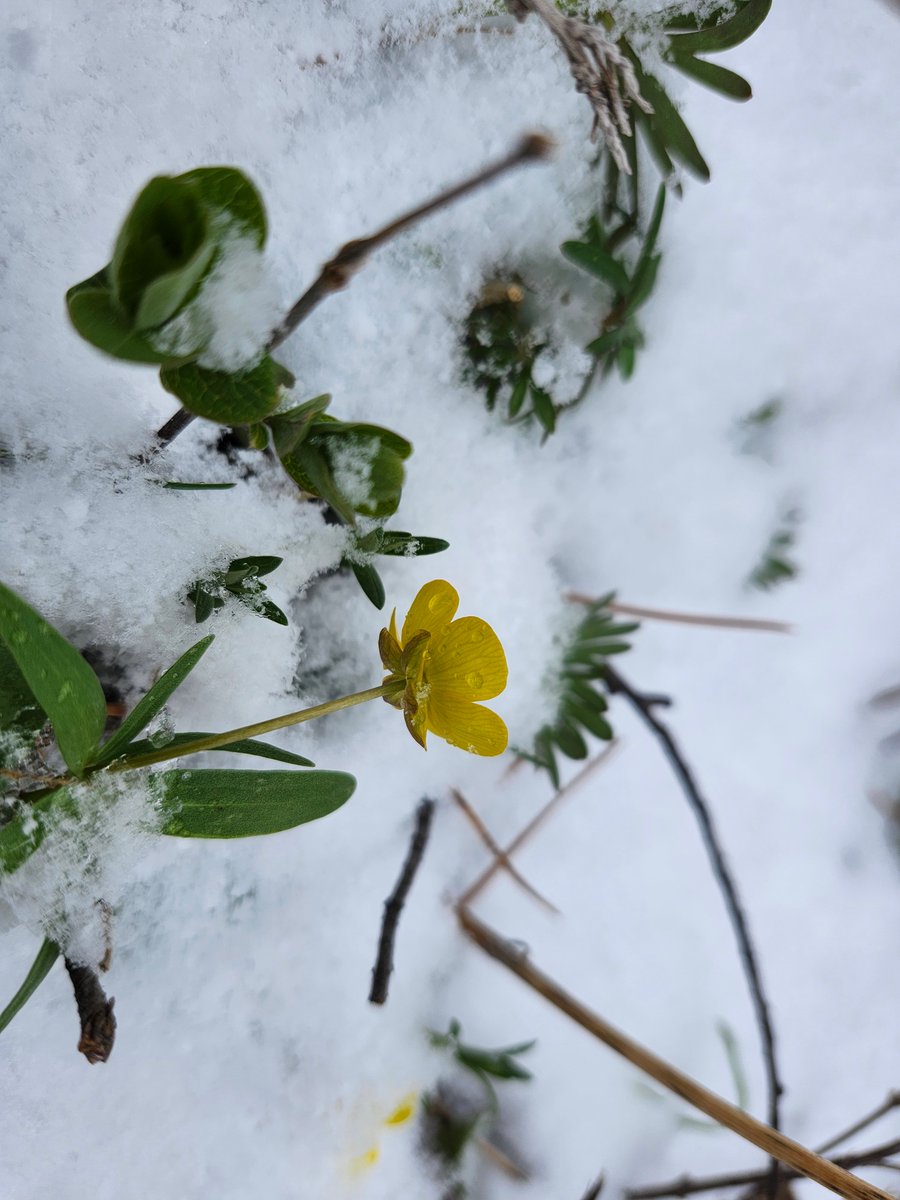 GregLionhart's tweet image. #Spring #Snow #Flower #Hiking #MyPhoto #Photography