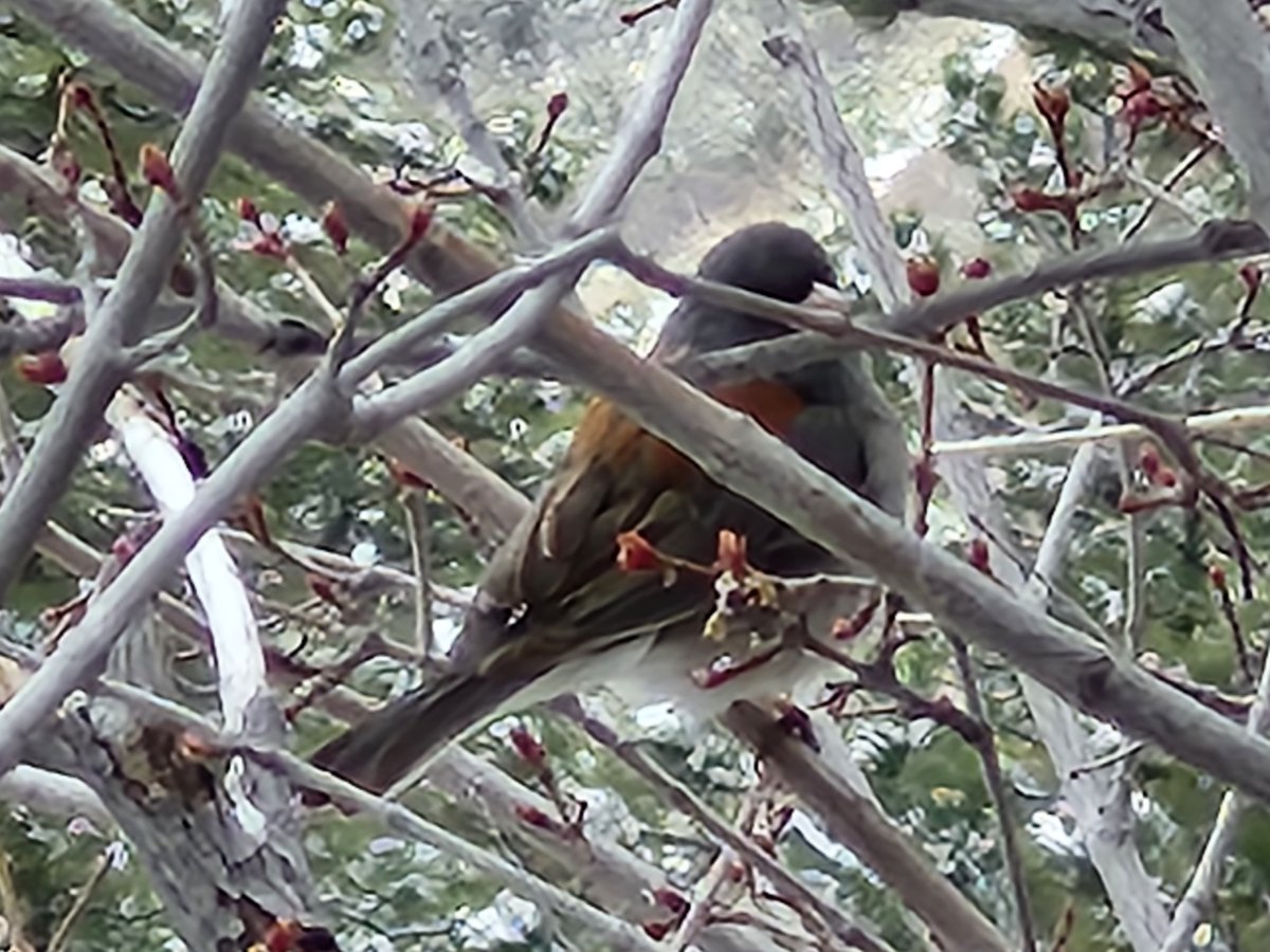 GregLionhart's tweet image. #Spring #Snow #Bird #Hiking #MyPhoto #Photography