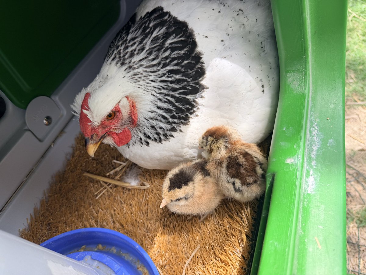 supa2001's tweet image. Snuck in four chicks to my broody hen. They seem to get along fine now. #chicken