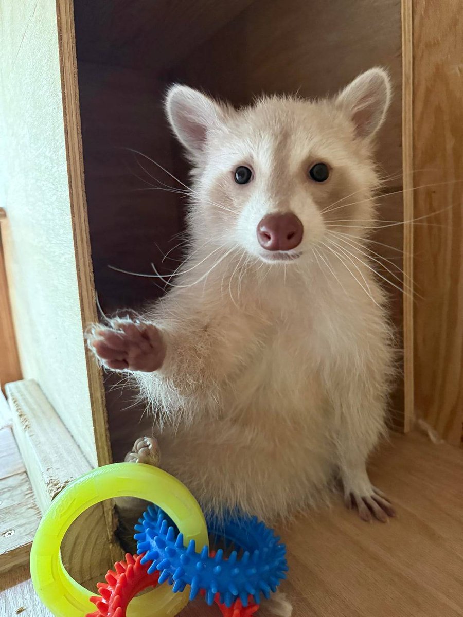 Why you should have a Raccoon tweet media