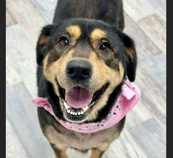 HollywoodDogs's tweet image. At a critically overcrowded shelter in #Lufkin, #TX, Roxie-- a 3-year-old who "enjoys attention" and "gives the best happy smiles"-- needs a forever home, a foster home, or rescue adoptapet.com/pet/47821058-l… #URGENT #AdoptableDogofDay 🐶