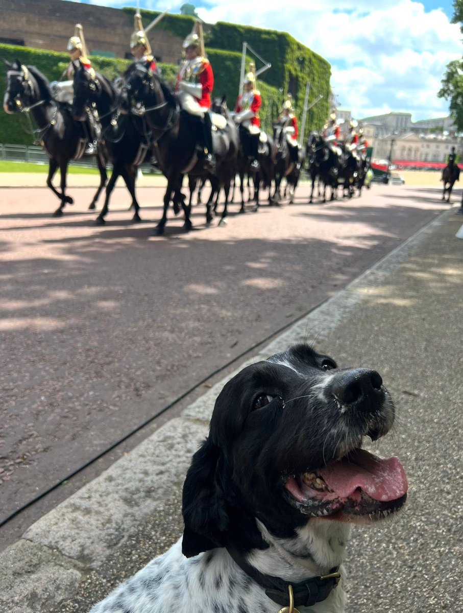 lrpduk's tweet photo. Less than 6 weeks after we shared the news that RPD Monty had been diagnosed with inoperable cancer, his time has come to cross the rainbow bridge 😢

We were privileged to have supported Monty when he needed us most &amp; we send our condolences to family at this difficult time 

💙 https://t.co/pvwaZf8zQ1