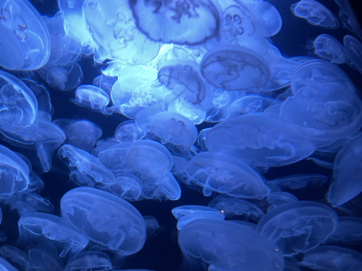 headlesssoph's tweet photo. jellyfish 🪼 https://t.co/rAIDqOmRMY