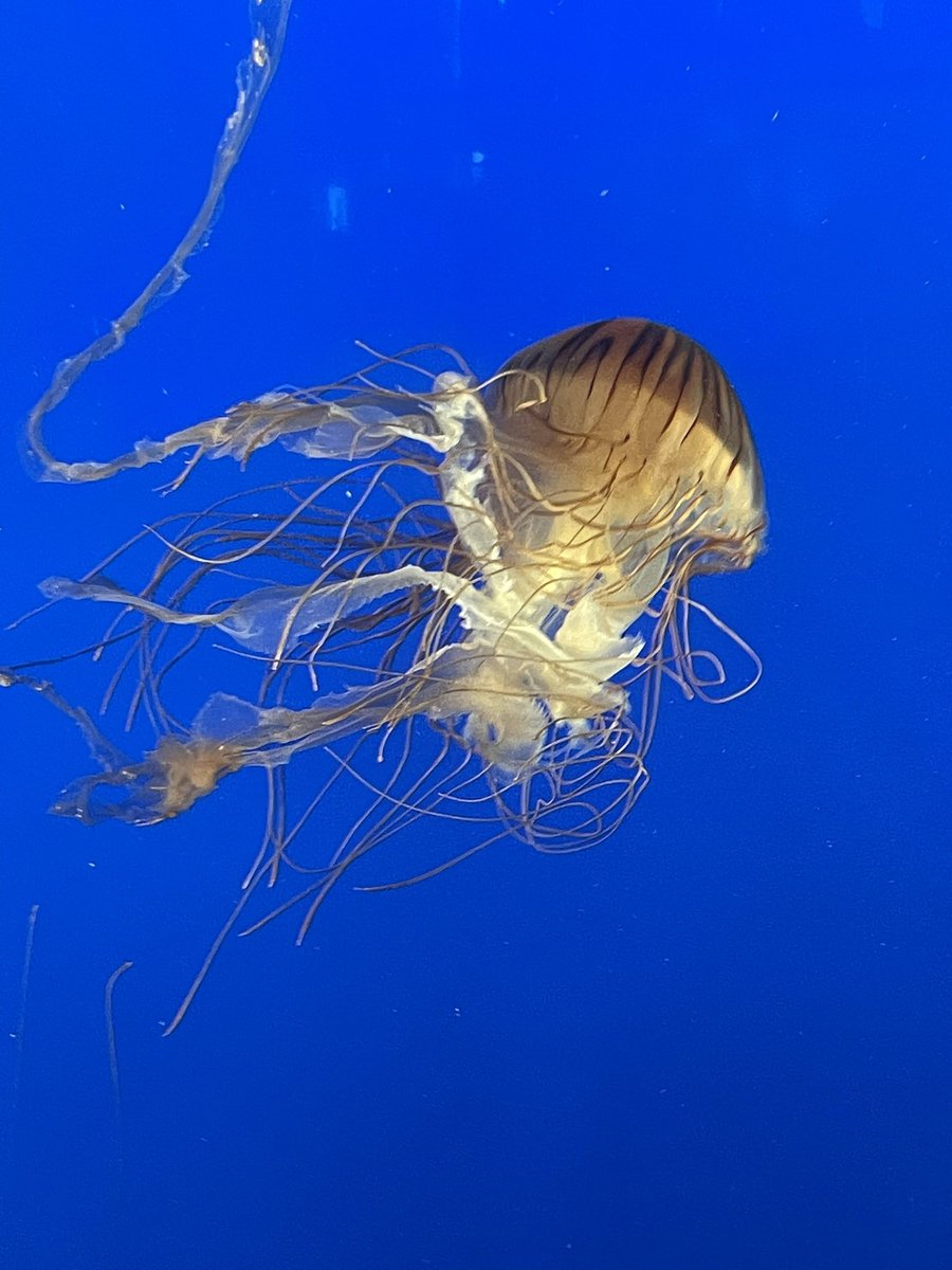 headlesssoph's tweet photo. jellyfish 🪼 https://t.co/rAIDqOmRMY