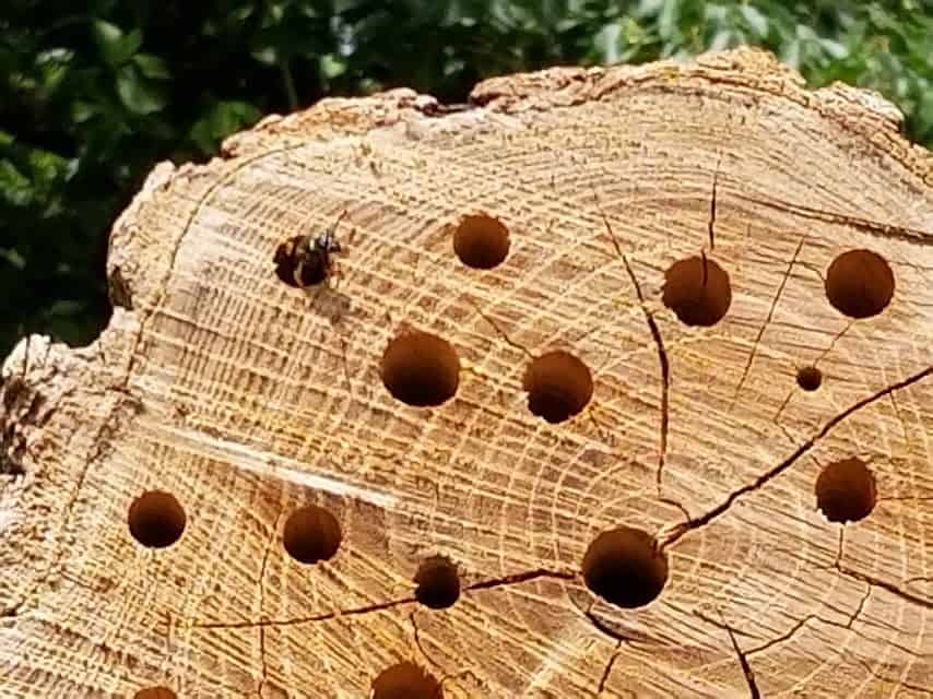 Give A Shit About Nature tweet media