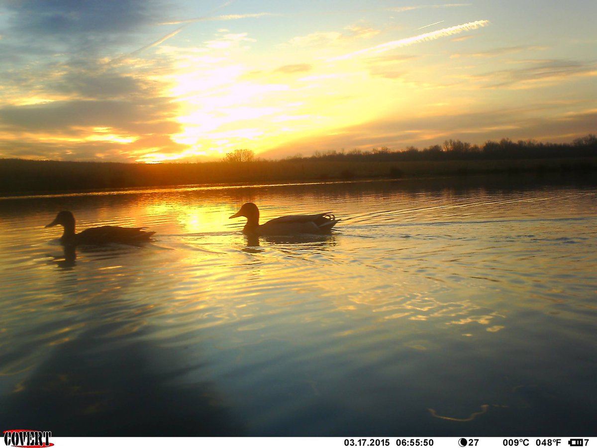 trailcam tweet media