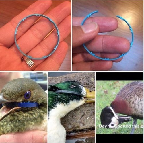 giveashitnature's tweet image. The plastic ring around a duck's beak doesn't kill it fast. It starves it slowly. 2 seconds and a couple cuts fixes this problem.

A duck with a ring stuck on its bill can't open its mouth to eat. It can't fish. It can't preen. It tries to scrape the ring off against rocks,