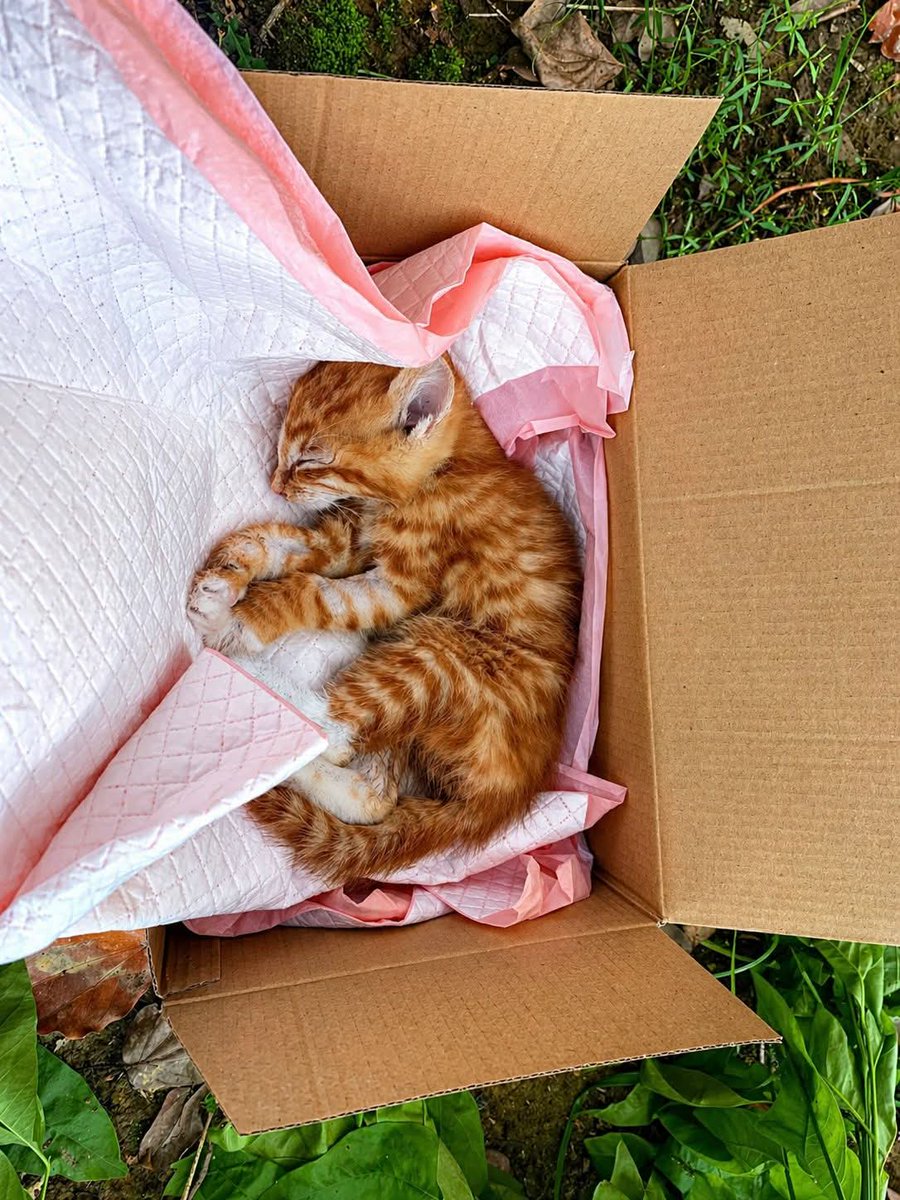 Eman5695's tweet photo. “Who decided that a life could be this disposable…? 💔
A tiny soul… left in a cardboard box like it never mattered…
No cries, no complaints… just quietly lying there, maybe tired… or maybe already giving up… 🥺
If there’s even a little humanity left in your heart… don’t scroll past this.
Because today it’s this little one… tomorrow it could be another…”
👉 Share this… maybe it reaches the right heart, and this innocent life finds a home. 🙏🐾