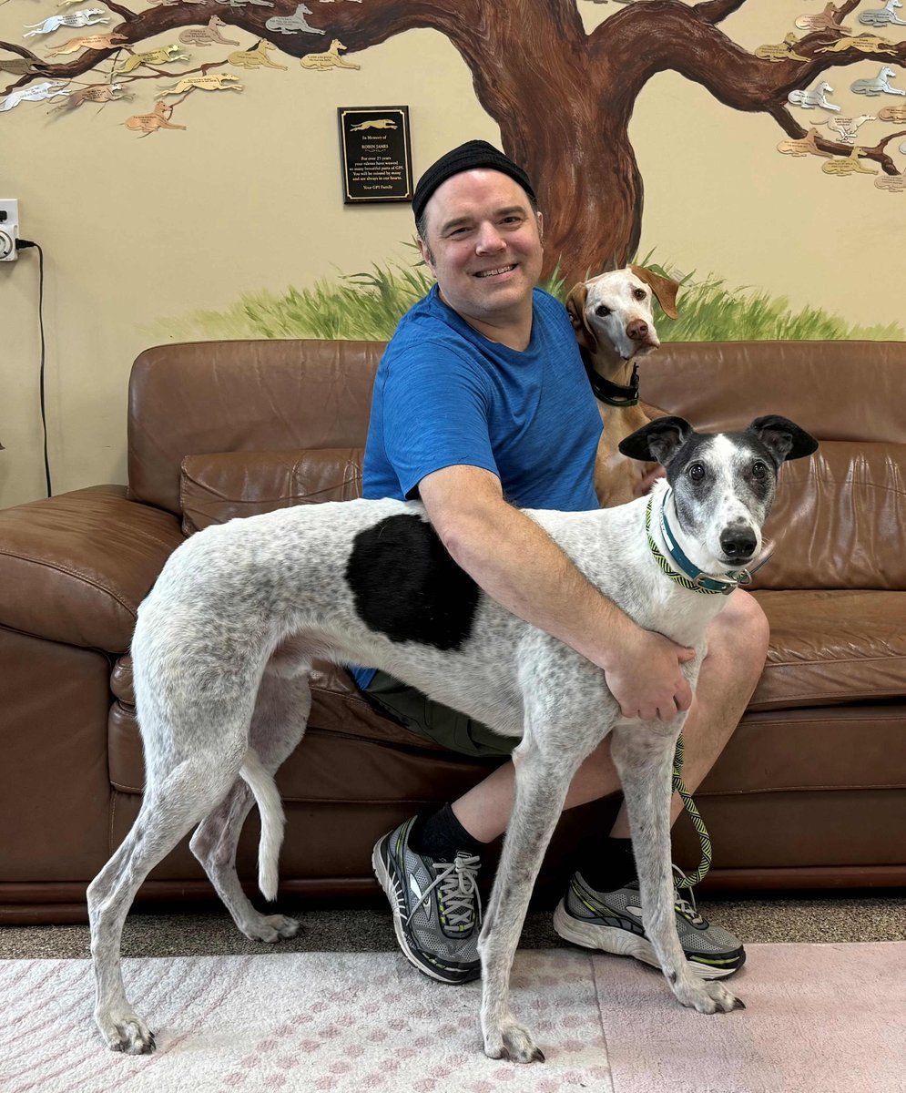 Greyhound Pets, Inc. 💙 tweet media