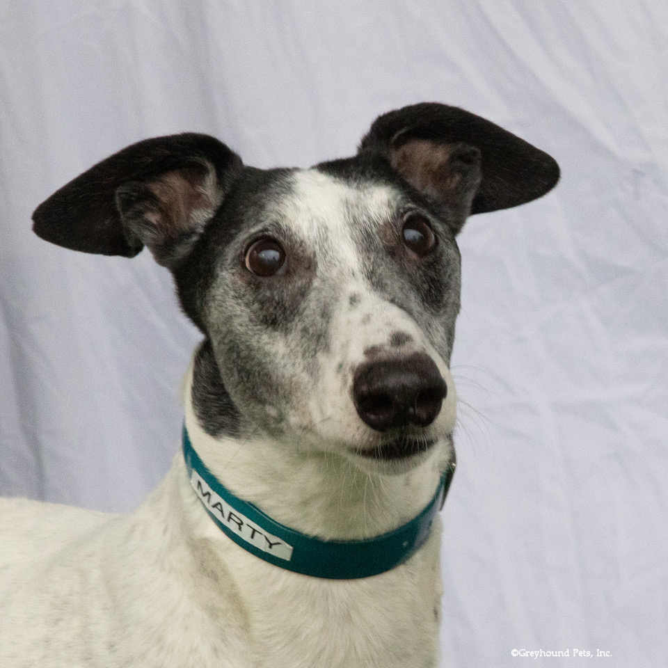 Greyhound Pets, Inc. 💙 tweet media