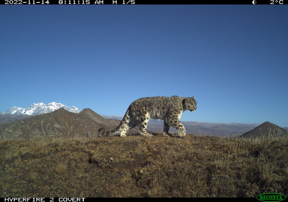 trailcam tweet media