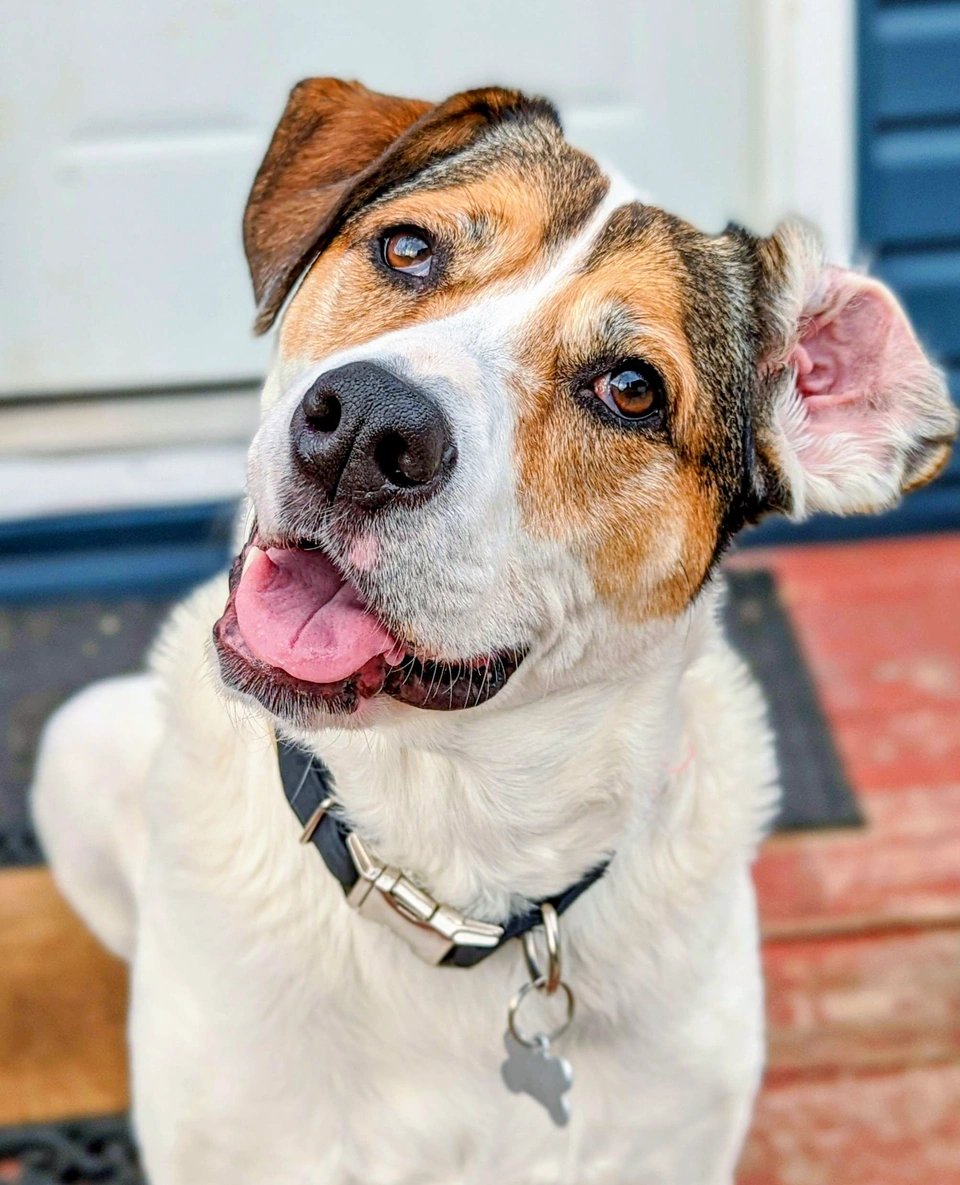 Modern Dog magazine tweet media